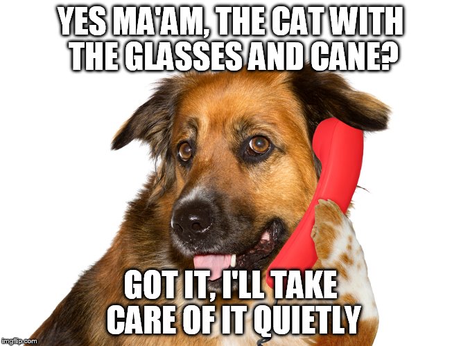 YES MA'AM, THE CAT WITH THE GLASSES AND CANE? GOT IT, I'LL TAKE CARE OF IT QUIETLY | image tagged in dog on the phone | made w/ Imgflip meme maker