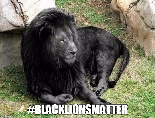 #BLACKLIONSMATTER | image tagged in black lion | made w/ Imgflip meme maker