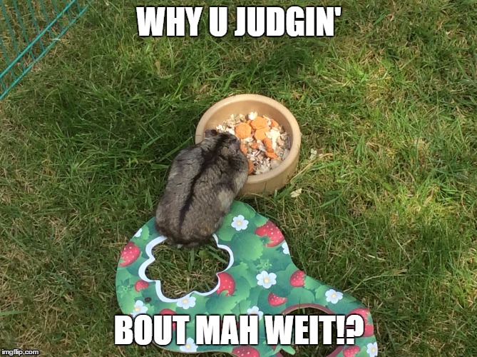 My hamster be like: | WHY U JUDGIN'; BOUT MAH WEIT!? | image tagged in hamsta,hamster,swag,funnyanimals | made w/ Imgflip meme maker