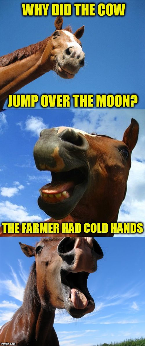 Just Horsing Around | WHY DID THE COW; JUMP OVER THE MOON? THE FARMER HAD COLD HANDS | image tagged in just horsing around | made w/ Imgflip meme maker