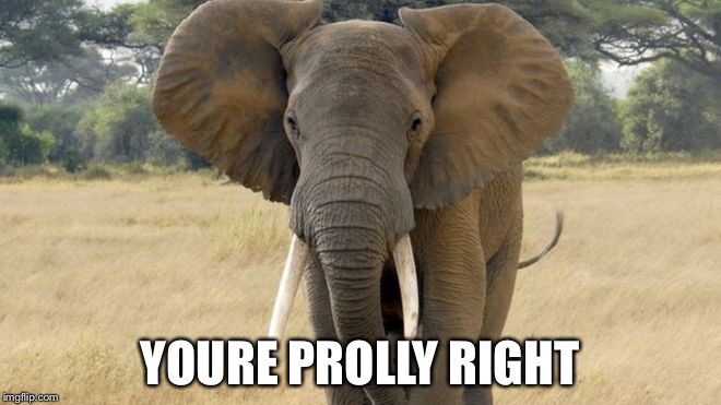YOURE PROLLY RIGHT | image tagged in elephant | made w/ Imgflip meme maker