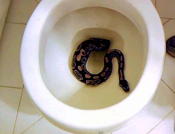 Snake in toilet. Blank Meme Template