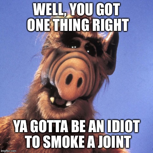 Alf  | WELL, YOU GOT ONE THING RIGHT YA GOTTA BE AN IDIOT TO SMOKE A JOINT | image tagged in alf | made w/ Imgflip meme maker