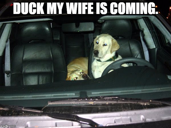 Bitches in love. | DUCK MY WIFE IS COMING. | image tagged in dog,car | made w/ Imgflip meme maker