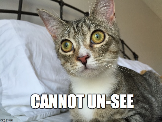 Traumatized Cat |  CANNOT UN-SEE | image tagged in traumatized cat | made w/ Imgflip meme maker