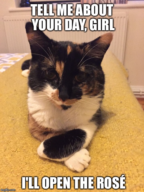 TELL ME ABOUT YOUR DAY, GIRL; I'LL OPEN THE ROSÉ | image tagged in cat | made w/ Imgflip meme maker