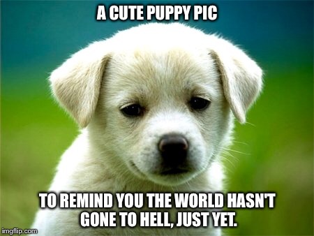 It's ok to put out a non-offensive meme every so often too... |  A CUTE PUPPY PIC; TO REMIND YOU THE WORLD HASN'T GONE TO HELL, JUST YET. | image tagged in puppy,cute,love,dog,happy | made w/ Imgflip meme maker