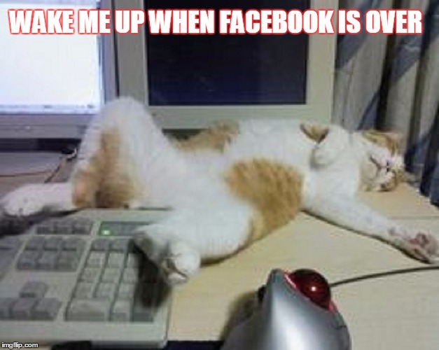Updates vs Your Actual Life | WAKE ME UP WHEN FACEBOOK IS OVER | image tagged in facebook,truth,cats,cute cats,internet | made w/ Imgflip meme maker
