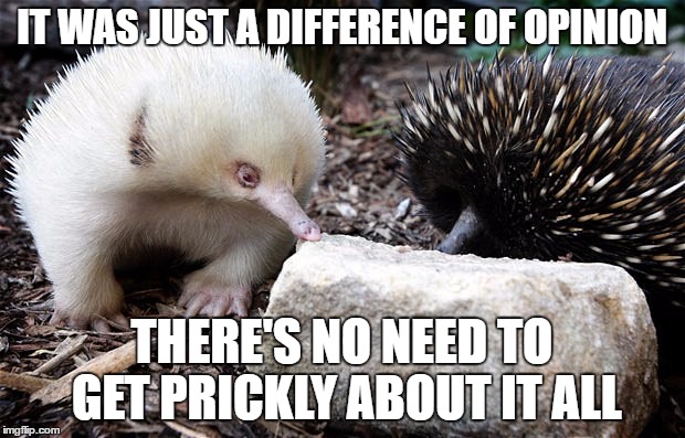 No need to get prickly | IT WAS JUST A DIFFERENCE OF OPINION; THERE'S NO NEED TO GET PRICKLY ABOUT IT ALL | image tagged in prickly,echidna,funny echidna | made w/ Imgflip meme maker