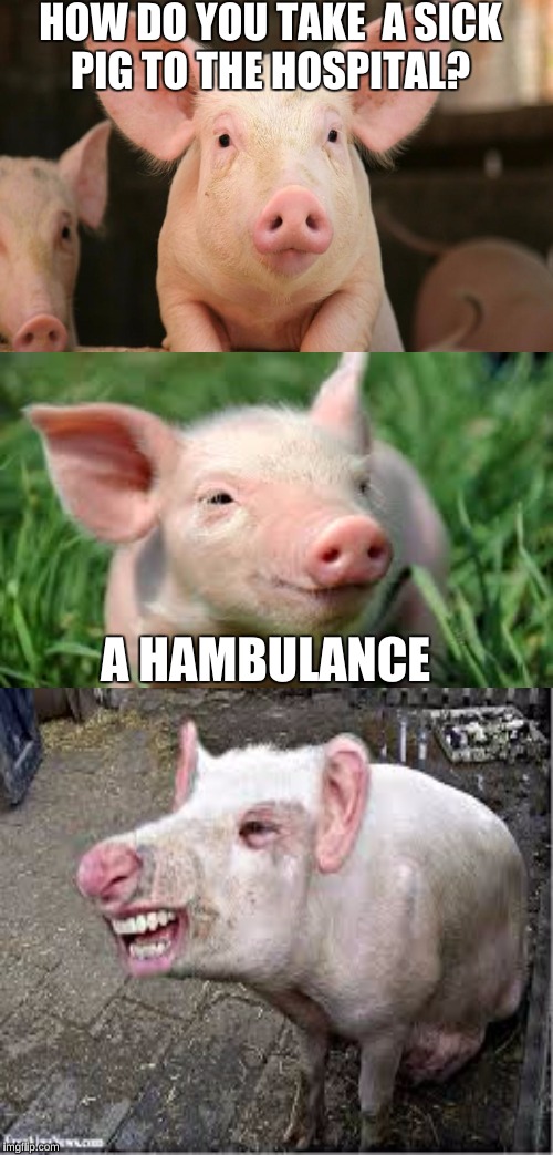 Bad Pun Pig | HOW DO YOU TAKE  A SICK PIG TO THE HOSPITAL? A HAMBULANCE | image tagged in memes,bad pun dog,pig,porky pig,funny,bad pun pig | made w/ Imgflip meme maker