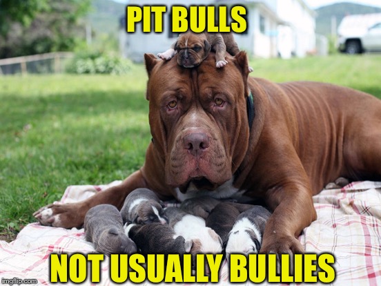 I Learned This As A Mailman | PIT BULLS; NOT USUALLY BULLIES | image tagged in pitbull family | made w/ Imgflip meme maker