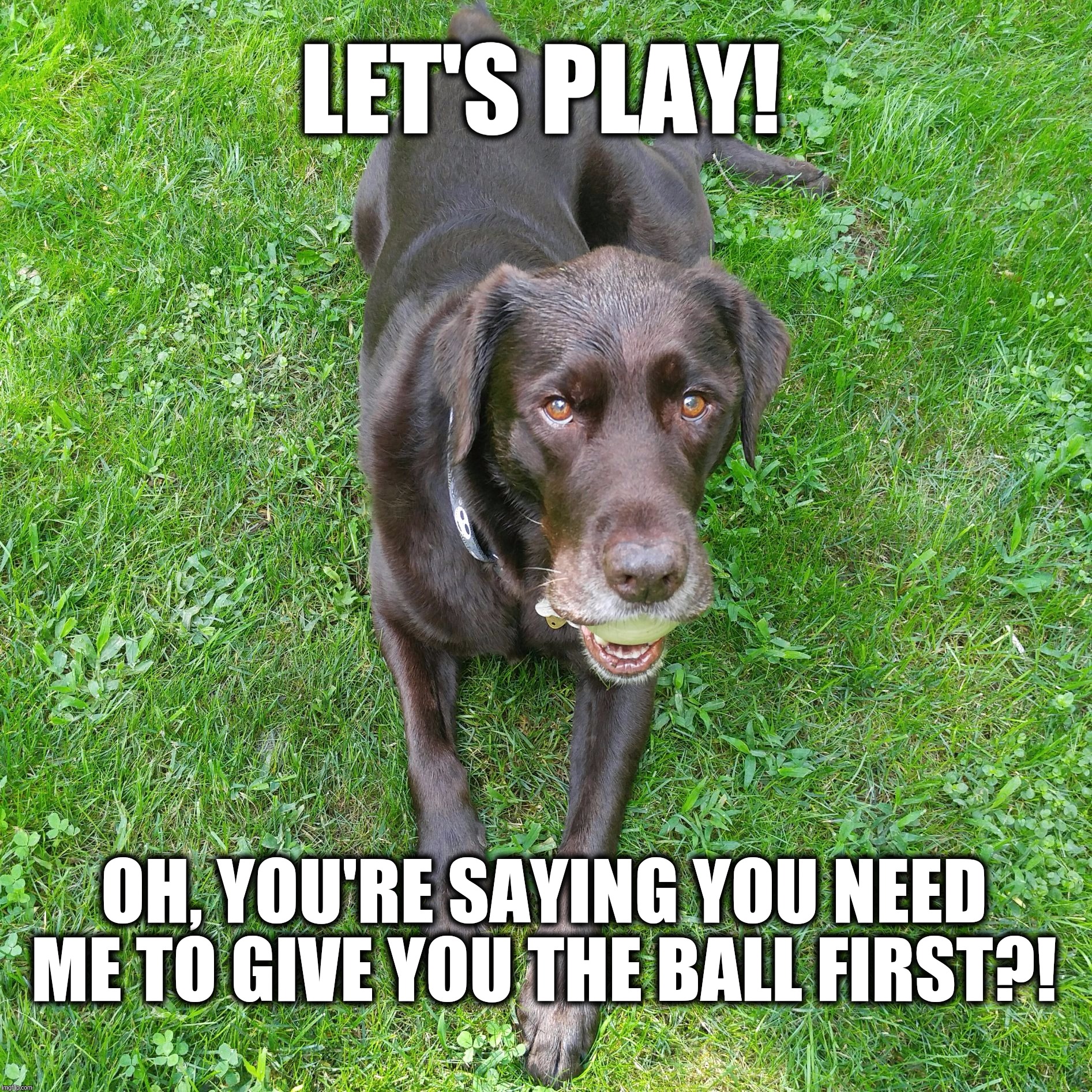Let's Play!  | LET'S PLAY! OH, YOU'RE SAYING YOU NEED ME TO GIVE YOU THE BALL FIRST?! | image tagged in play,ball,chuckie the chocolate lab,dog meme,summer,funny memes | made w/ Imgflip meme maker
