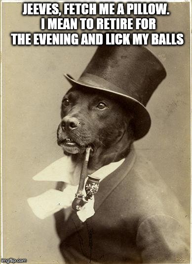 Jeeves Dog | JEEVES, FETCH ME A PILLOW.  I MEAN TO RETIRE FOR THE EVENING AND LICK MY BALLS | image tagged in old money dog,jeeves,balls,licking | made w/ Imgflip meme maker
