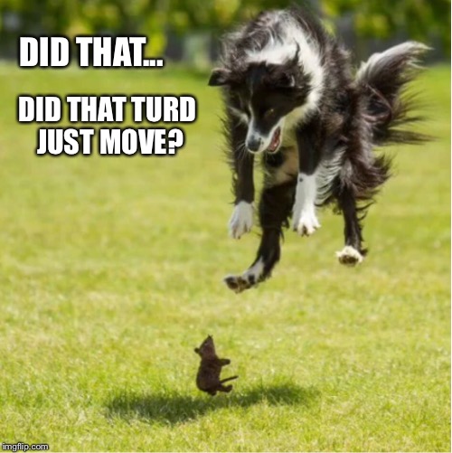 DID THAT... DID THAT TURD JUST MOVE? | made w/ Imgflip meme maker