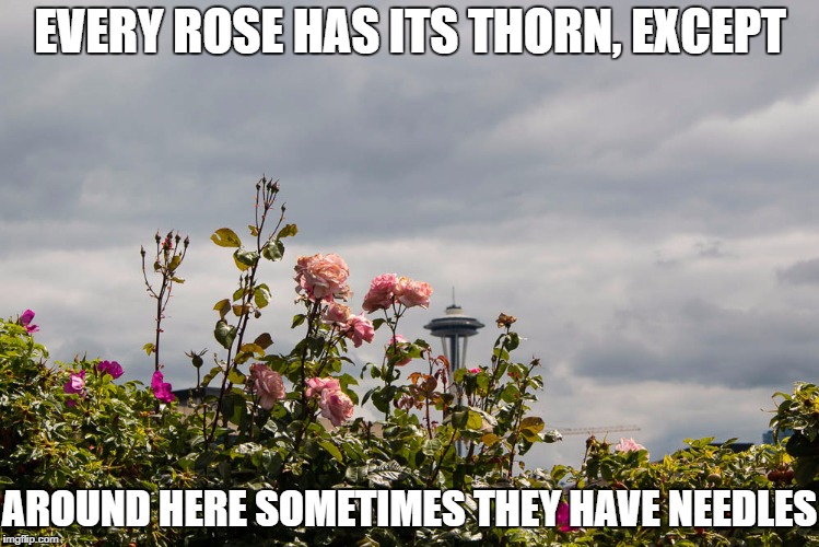 Seattle Space Needle | EVERY ROSE HAS ITS THORN, EXCEPT; AROUND HERE SOMETIMES THEY HAVE NEEDLES | image tagged in seattle,space needle,roses | made w/ Imgflip meme maker