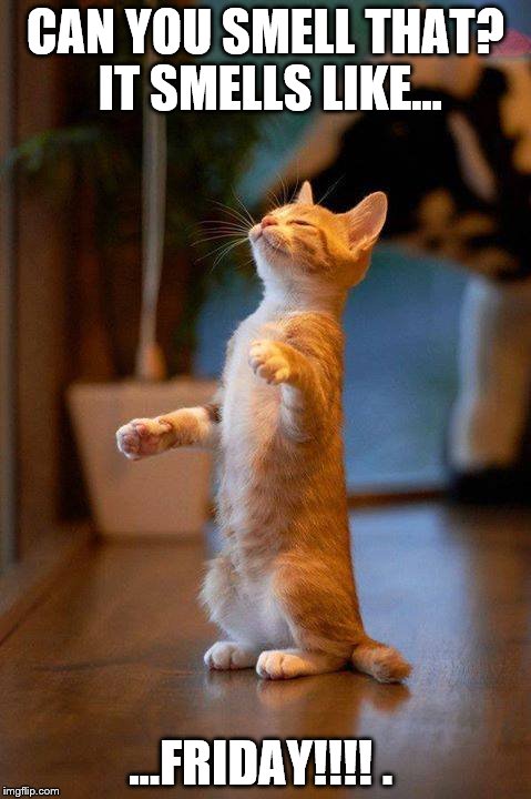 smells like friday |  CAN YOU SMELL THAT? IT SMELLS LIKE... ...FRIDAY!!!!
. | image tagged in cute cat,friday | made w/ Imgflip meme maker