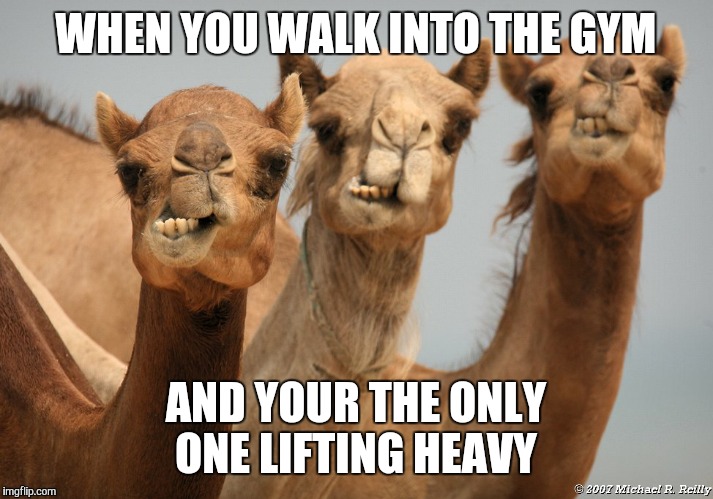 Camels lift | WHEN YOU WALK INTO THE GYM; AND YOUR THE ONLY ONE LIFTING HEAVY | image tagged in hump day camel | made w/ Imgflip meme maker