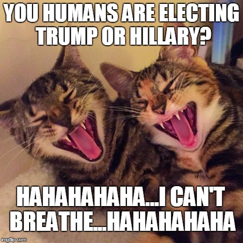 EVEN THE CATS KNOW WE'RE STUPID | YOU HUMANS ARE ELECTING TRUMP OR HILLARY? HAHAHAHAHA...I CAN'T BREATHE...HAHAHAHAHA | image tagged in cats smiling,election 2016,trump 2016,hillary clinton 2016 | made w/ Imgflip meme maker