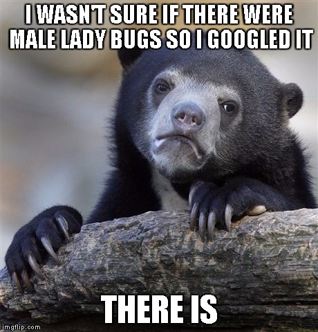 Confession Bear Meme |  I WASN'T SURE IF THERE WERE MALE LADY BUGS SO I GOOGLED IT; THERE IS | image tagged in memes,confession bear | made w/ Imgflip meme maker