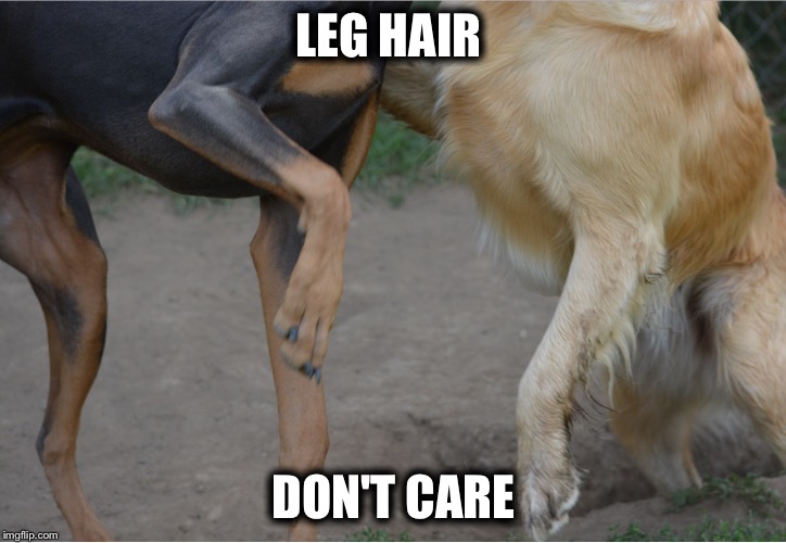  LEG HAIR; DON'T CARE | image tagged in dog legs | made w/ Imgflip meme maker