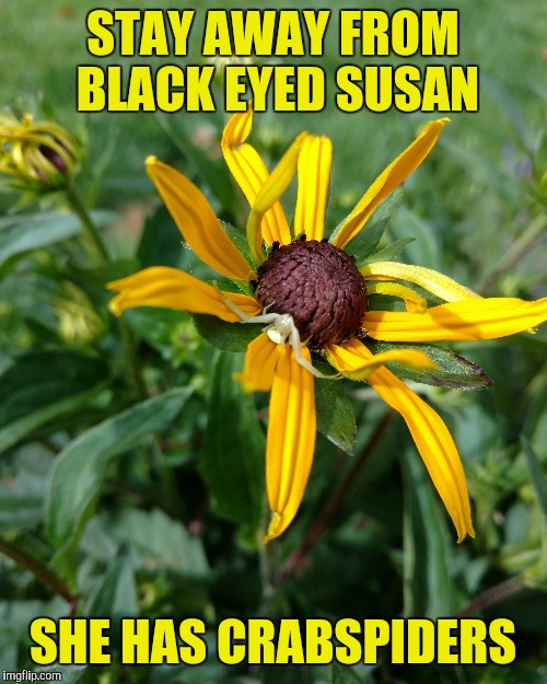 I'm going to run with Dashopes' idea and meme from my garden | STAY AWAY FROM BLACK EYED SUSAN; SHE HAS CRABSPIDERS | image tagged in garden,gardening | made w/ Imgflip meme maker