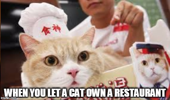 Cat Restaurant | WHEN YOU LET A CAT OWN A RESTAURANT | image tagged in cats,japan,chef,restaurant | made w/ Imgflip meme maker