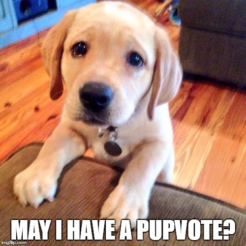 Puppy dog eyes | MAY I HAVE A PUPVOTE? | image tagged in puppy dog eyes,FreeKarma4U | made w/ Imgflip meme maker