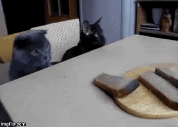 Try again... That's a friend that encourage...  | image tagged in gifs,fbdotcom/lawleegif,cats | made w/ Imgflip video-to-gif maker
