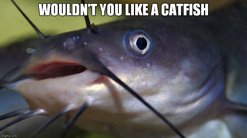 WOULDN'T YOU LIKE A CATFISH | made w/ Imgflip meme maker