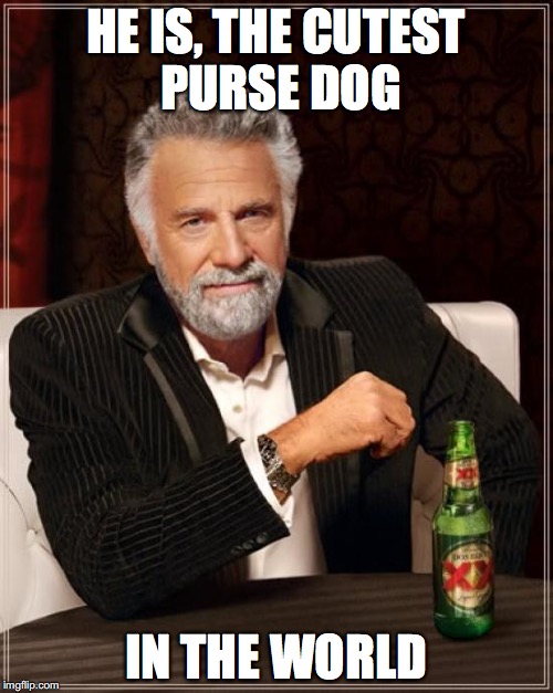 The Most Interesting Man In The World Meme | HE IS, THE CUTEST PURSE DOG IN THE WORLD | image tagged in memes,the most interesting man in the world | made w/ Imgflip meme maker