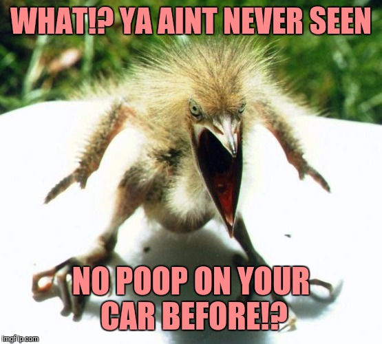 Unpleasant Bird | WHAT!? YA AINT NEVER SEEN; NO POOP ON YOUR CAR BEFORE!? | image tagged in angry bird,sewmyeyesshut,funny memes,bugger nuts take 2 | made w/ Imgflip meme maker