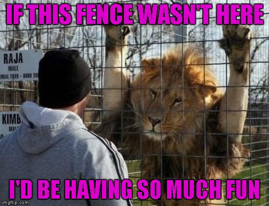 IF THIS FENCE WASN'T HERE I'D BE HAVING SO MUCH FUN | made w/ Imgflip meme maker