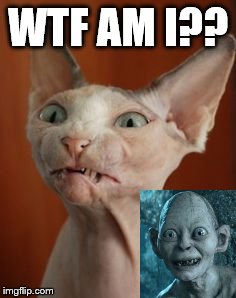 WTF AM I?? | image tagged in wtf am i | made w/ Imgflip meme maker