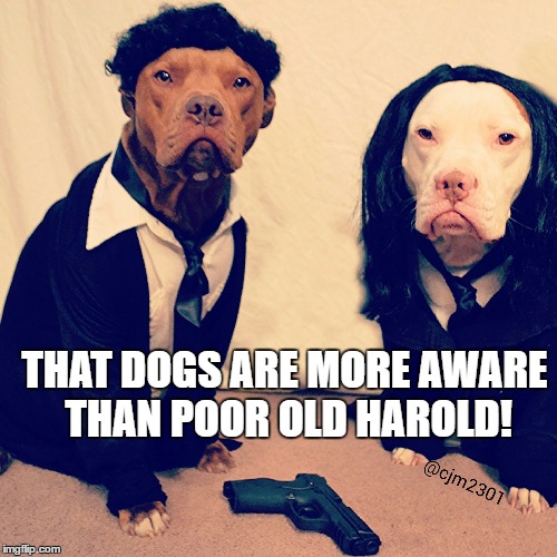 THAT DOGS ARE MORE AWARE THAN POOR OLD HAROLD! | made w/ Imgflip meme maker