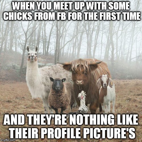 animals | WHEN YOU MEET UP WITH SOME CHICKS FROM FB FOR THE FIRST TIME; AND THEY'RE NOTHING LIKE THEIR PROFILE PICTURE'S | image tagged in animals | made w/ Imgflip meme maker