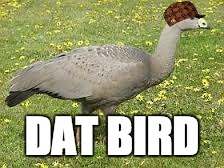 DAT BIRD | DAT BIRD | image tagged in turkey birds,scumbag,memes,funny,other,birds | made w/ Imgflip meme maker