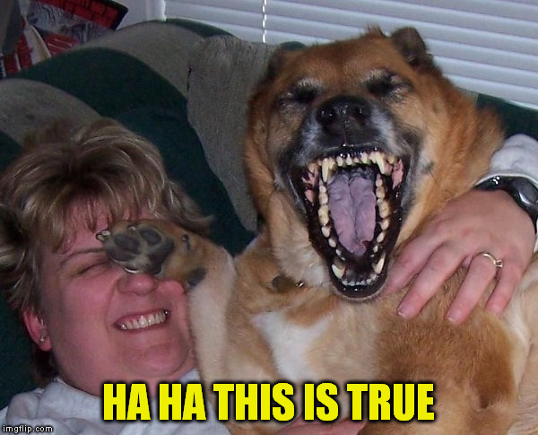laughing dog | HA HA THIS IS TRUE | image tagged in laughing dog | made w/ Imgflip meme maker