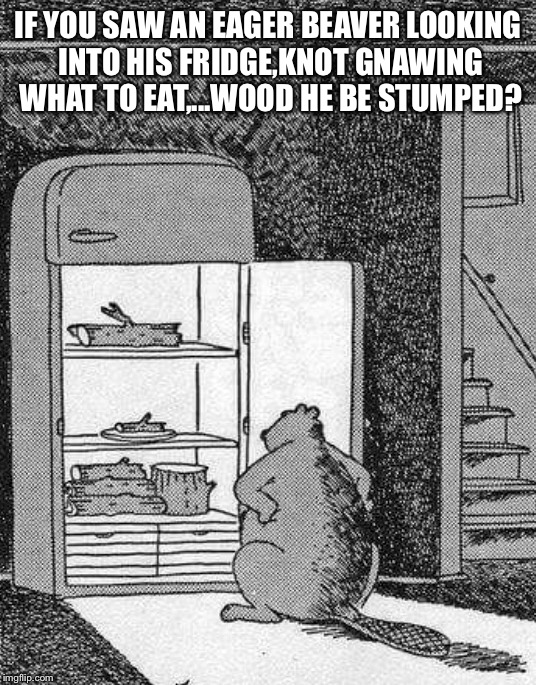 How much wood would a woodchuck chuck if a woodchuck was a beaver? | IF YOU SAW AN EAGER BEAVER LOOKING INTO HIS FRIDGE,KNOT GNAWING WHAT TO EAT,...WOOD HE BE STUMPED? | image tagged in memes,beaver,featured | made w/ Imgflip meme maker