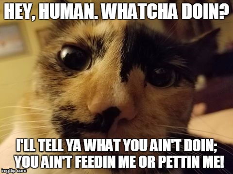 HEY, HUMAN. WHATCHA DOIN? I'LL TELL YA WHAT YOU AIN'T DOIN;  YOU AIN'T FEEDIN ME OR PETTIN ME! | image tagged in evil cat | made w/ Imgflip meme maker