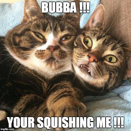 BUBBA !!! YOUR SQUISHING ME !!! | image tagged in cats | made w/ Imgflip meme maker