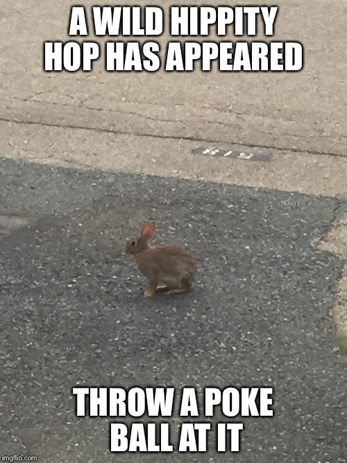 A WILD HIPPITY HOP HAS APPEARED; THROW A POKE BALL AT IT | image tagged in pokemon go | made w/ Imgflip meme maker