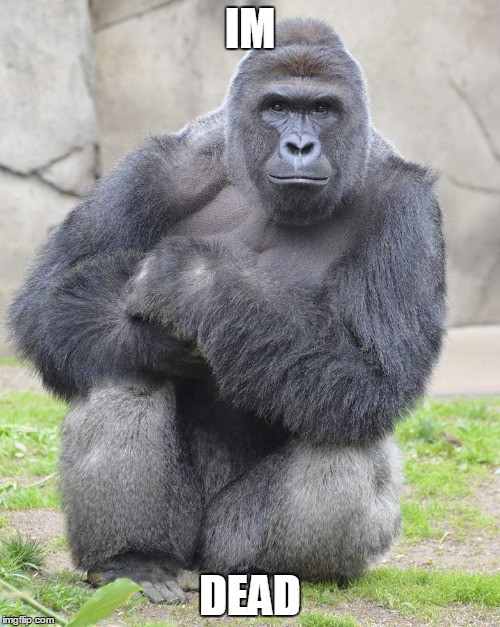 Harambe | IM; DEAD | image tagged in harambe | made w/ Imgflip meme maker