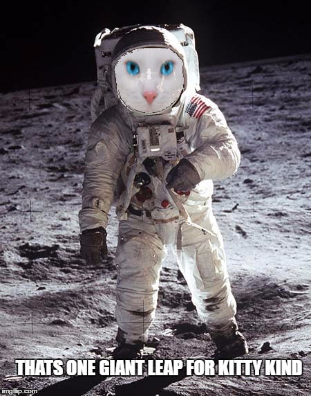 cats will do anything for attention  | THATS ONE GIANT LEAP FOR KITTY KIND | image tagged in memes,jying,kitty,cats,man on the moon | made w/ Imgflip meme maker