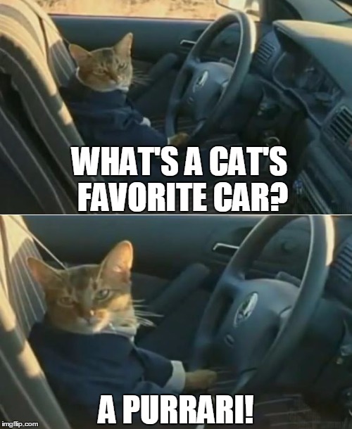 Chasing the Red Dot | WHAT'S A CAT'S FAVORITE CAR? A PURRARI! | image tagged in boat cat in car,memes,purrari | made w/ Imgflip meme maker