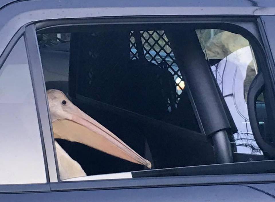 Pelican in Car Blank Meme Template