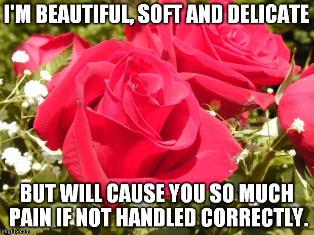 Roses | I'M BEAUTIFUL, SOFT AND DELICATE; BUT WILL CAUSE YOU SO MUCH PAIN IF NOT HANDLED CORRECTLY. | image tagged in roses | made w/ Imgflip meme maker