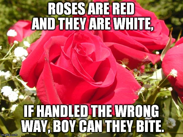 Roses | ROSES ARE RED AND THEY ARE WHITE, IF HANDLED THE WRONG WAY, BOY CAN THEY BITE. | image tagged in roses | made w/ Imgflip meme maker