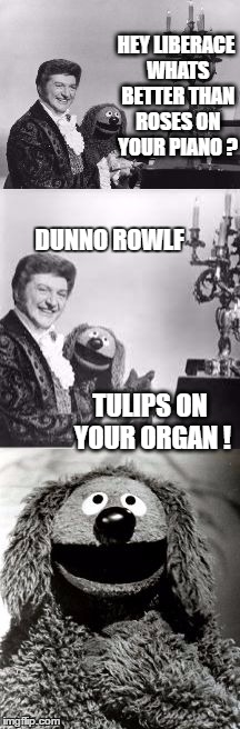 Bad pun Rowlf and Liberace | HEY LIBERACE WHATS BETTER THAN ROSES ON YOUR PIANO ? DUNNO ROWLF; TULIPS ON YOUR ORGAN ! | image tagged in rowlf and liberace,memes,bad pun,muppets,liberace | made w/ Imgflip meme maker