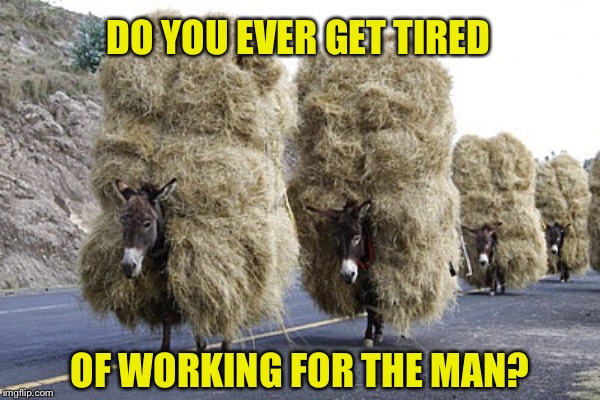 DO YOU EVER GET TIRED; OF WORKING FOR THE MAN? | image tagged in work,donkey | made w/ Imgflip meme maker