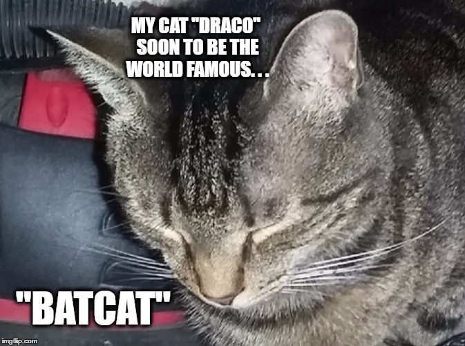 BATCAT | MY CAT "DRACO" SOON TO BE THE WORLD FAMOUS. . . "BATCAT" | image tagged in cats,marvel comics,batman,funny meme,meme | made w/ Imgflip meme maker
